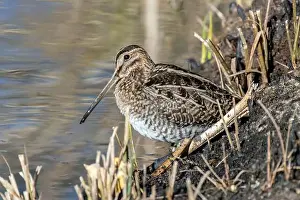 Wild Life Prints: Wilson's Snipe (Gallinago delicata)
