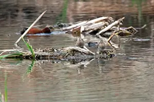 Sweetwater Wetlands Prints: Wilson's Snipe (Gallinago delicata) pair