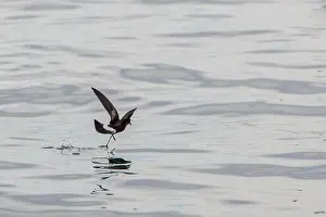 Sea Bird Prints: Wilsons Storm Petrel, Oceanites oceanicus, Ocean Harbour, South Georgia Antarctica