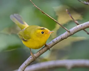 Warblers Prints: Wilson's Warbler (Cardellina pusila) El Dorado County California USA