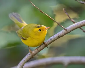 Warblers Prints: Wilson's Warbler (Cardellina pusila) El Dorado County California USA
