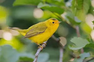 Warblers Prints: Wilson's Warbler (Cardellina pusila) El Dorado County California USA