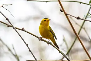 Warbler Prints: Wilson's Warbler (Cardellina pusilla)