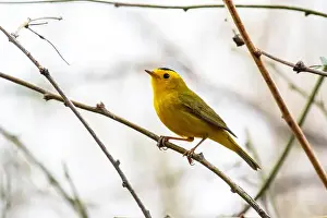 Warbler Prints: Wilson's Warbler (Cardellina pusilla)