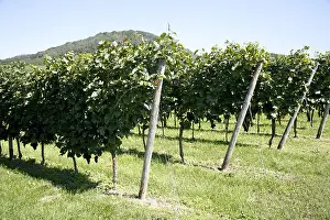 Vines Prints: winberries in nature