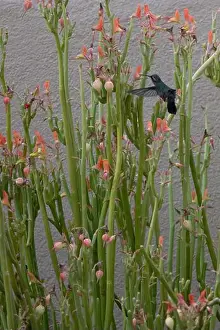 Tucson Prints: Wind fluffs feathers of tiny hummingbird as it sips nectar of Lady Slipper blossom in Southwest courtyard garden