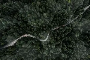 Winding curvy road inside a forest from a top down view of a drone at a foggy evening with a car backlight
