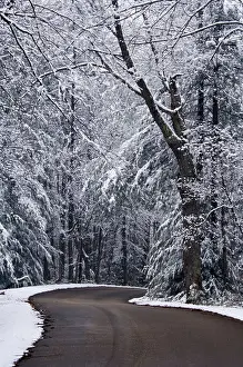 Winding Prints: Winding Road through Snow Covered Forest in Red River Gorge Geological Area Kentucky