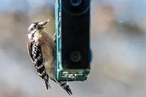 Perch Prints: Window view of Downy woodpecker bird animal perching on suet cake feeder cage eating in Virginia with blurry background