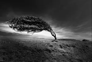 Mono Prints: Windswept tree at Cuckmere Haven, near Seaford, East Sussex