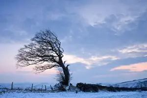 Bent Prints: Windswept tree on Raddon Hill in Mid Devon England February 2009