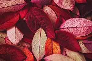 Autumn Leaves Prints: wine red autumn leaves texture, fall nature background