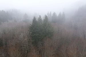 Aerial Landscape Collection: Winter fog seeps through a forest in Oregon. This state on the west coast is known for its diverse