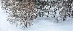 winter forest with frosty trees. drone shot of snow-covered trees. winter panoramic landscape. aerial view