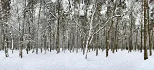 Forest Park Prints: winter forest landscape. snow covered tree trunks in winter forest