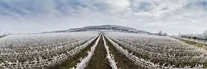 Villány Prints: Winter frosty vineyard landscape covered by white flake ice near Harkany