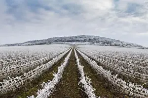 Villány Prints: Winter frosty vineyard landscape covered by white flake ice near Harkany