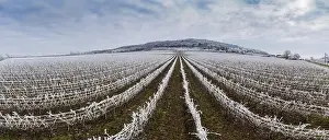 Villány Prints: Winter frosty vineyard landscape covered by white flake ice near Harkany