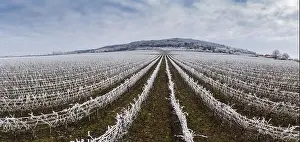 Villány Prints: Winter frosty vineyard landscape covered by white flake ice near Harkany