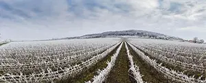 Villány Prints: Winter frosty vineyard landscape covered by white flake ice near Harkany