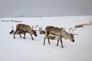 Reindeer Prints: Winter image of Saami reindeer in the arctic landscape near Tromsø in northern Norway