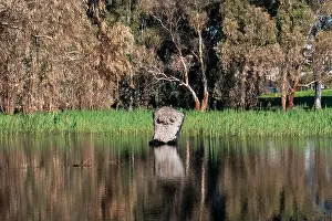 Rainwater Prints: winter lake Park in Netanya in Israel