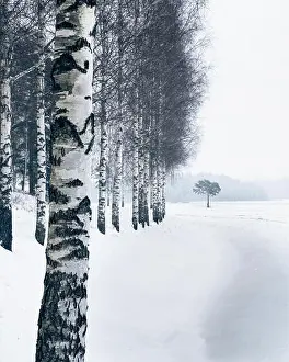 Winter landscape with birch trees and snow at day time in Finland