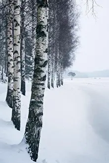 Winter landscape with birch trees and snow at day time in Finland