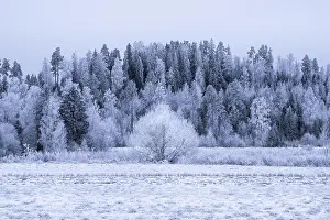 Moment Of Silence Prints: Winter landscape with frosty trees and snow at day time in Finland