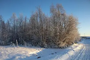 Rovaniemi Prints: Winter landscape in Kiruna, Lapland, northern Sweden. Photographed in January