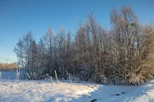 Rovaniemi Prints: Winter landscape in Kiruna, Lapland, northern Sweden. Photographed in January