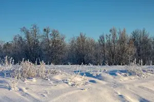 Rovaniemi Prints: Winter landscape in Kiruna, Lapland, northern Sweden. Photographed in January