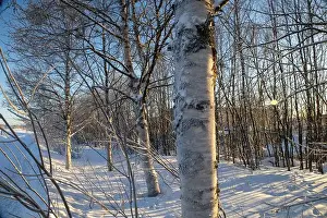 Evening Sky Prints: Winter landscape in Kiruna, Lapland, northern Sweden. Photographed in January
