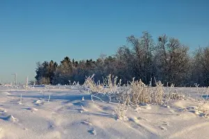 Rovaniemi Prints: Winter landscape in Kiruna, Lapland, northern Sweden. Photographed in January