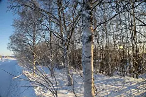 Rovaniemi Prints: Winter landscape in Kiruna, Lapland, northern Sweden. Photographed in January