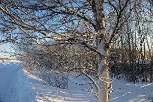 Rovaniemi Prints: Winter landscape in Kiruna, Lapland, northern Sweden. Photographed in January