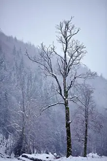 Mountain White Prints: Winter landscape in mountains with isolated tree in front of the forest