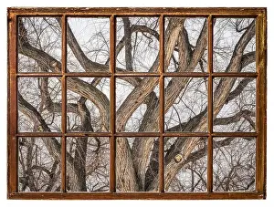 Leafless Prints: winter leafless tree background with twisted trunks and branches, vintage sash window view