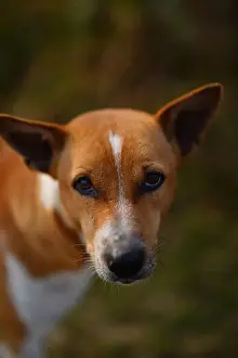 Obedience Prints: Winter Morning Red Basenji dog along the road in the yard