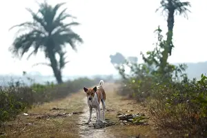 Obedience Prints: Winter Morning Red Basenji dog along the road in the yard