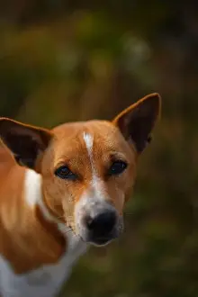 Obedience Prints: Winter Morning Red Basenji dog along the road in the yard