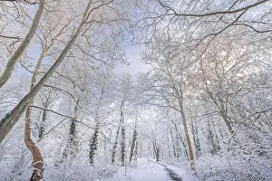 winter nature landscape at sunrise. Beautiful Christmas nature background, frozen snowy forest trail, amazing idyllic nature landscape. Tranquil path