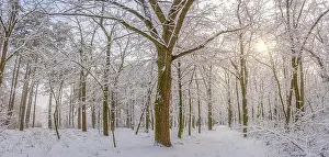 winter nature landscape at sunrise. Beautiful Christmas nature background, frozen snowy forest trail, amazing idyllic nature landscape. Tranquil path