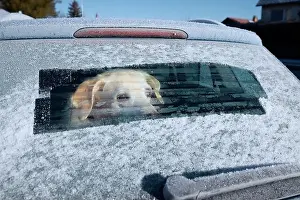 Land Vehicle Prints: Winter road trip with dog. Labrador retriever looking through window of car during frosty day