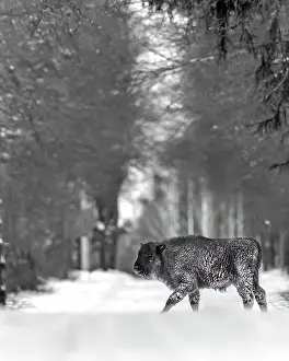 Blizzard Prints: A winter scene with a bison calf in a snowy field in Poland