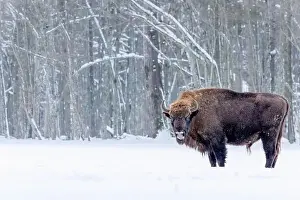 Blizzard Prints: A winter scene with a bison in a snowy field in Poland
