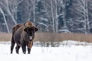 Blizzard Prints: A winter scene with a bison in a snowy field in Poland