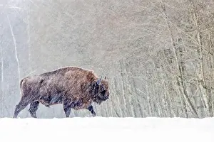 Blizzard Prints: A winter scene with a bison in a snowy field in Poland