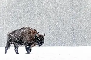 Blizzard Prints: A winter scene with a bison in a snowy field in Poland