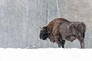Blizzard Prints: A winter scene with a bison in a snowy field in Poland